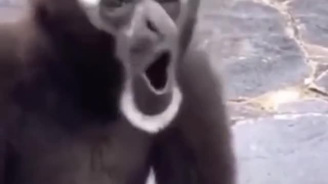 Funny animal singing i Lough at all