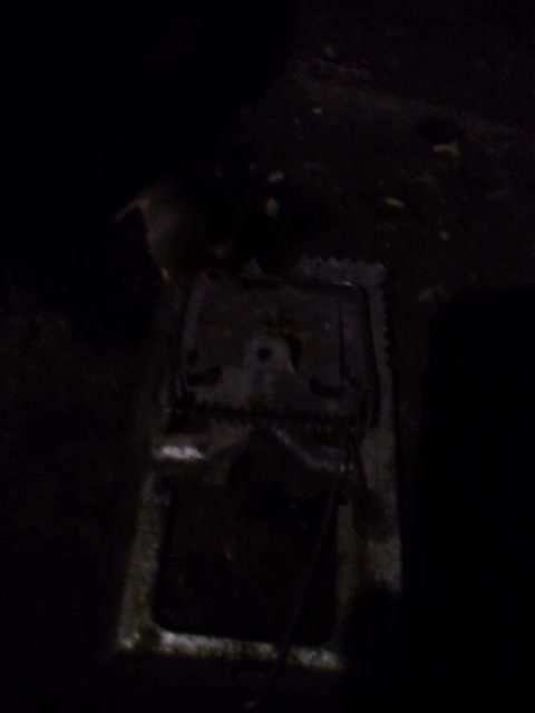 peguei 1 rato pequeno na ratoeira 2