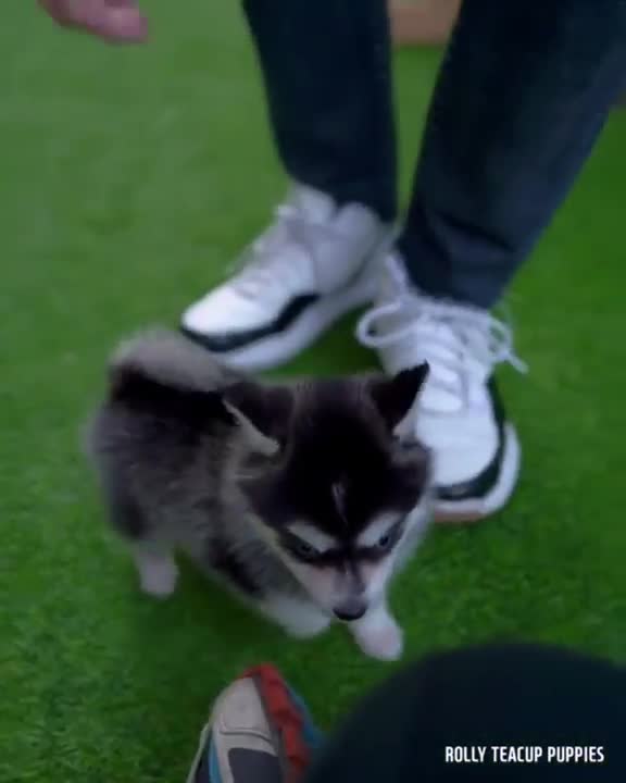 The cutest little Husky I've probably ever seen!