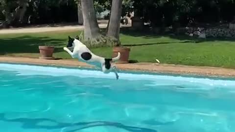 Lui aussi il aime la piscine