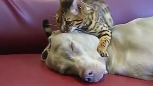 Cat and dog massage