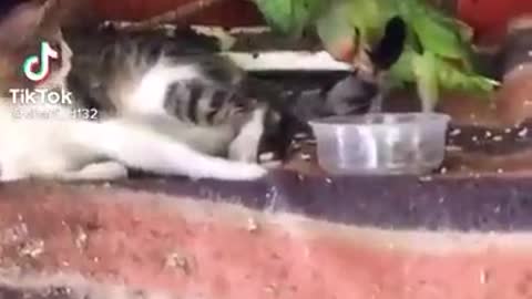 funny cats