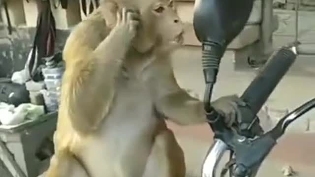 Monkey fun with bike mirror