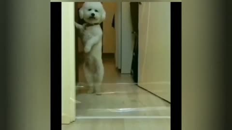 funny animal videos 98