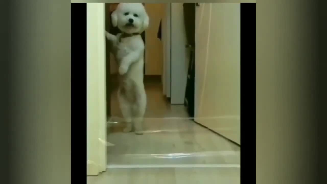 funny animal videos 98