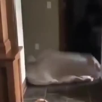 😂 Funny Dog Videos 2021 | Try Not To LAUGH!!#5_ #shorts