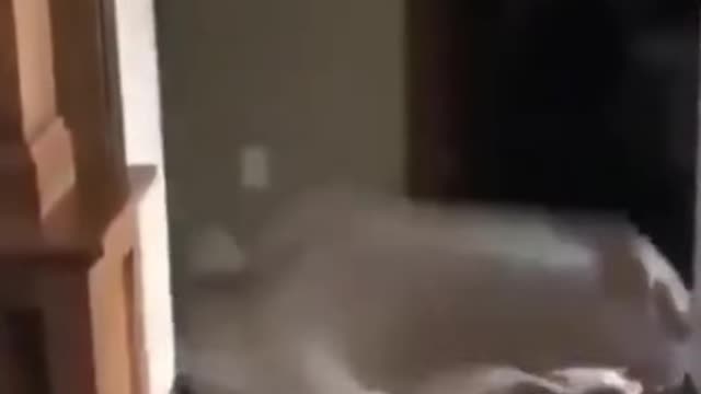 😂 Funny Dog Videos 2021 | Try Not To LAUGH!!#5_ #shorts