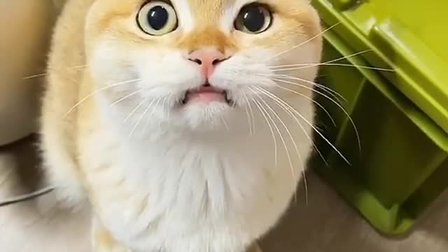 Hungry cat