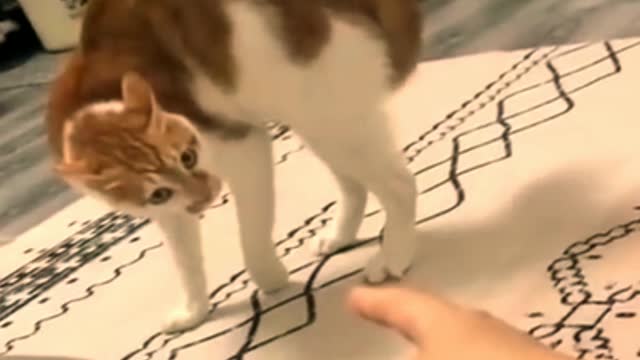 Cute cats and funny dogs video compilation . Best funny video.