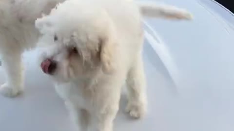 Rumble / Dog & puppies۔