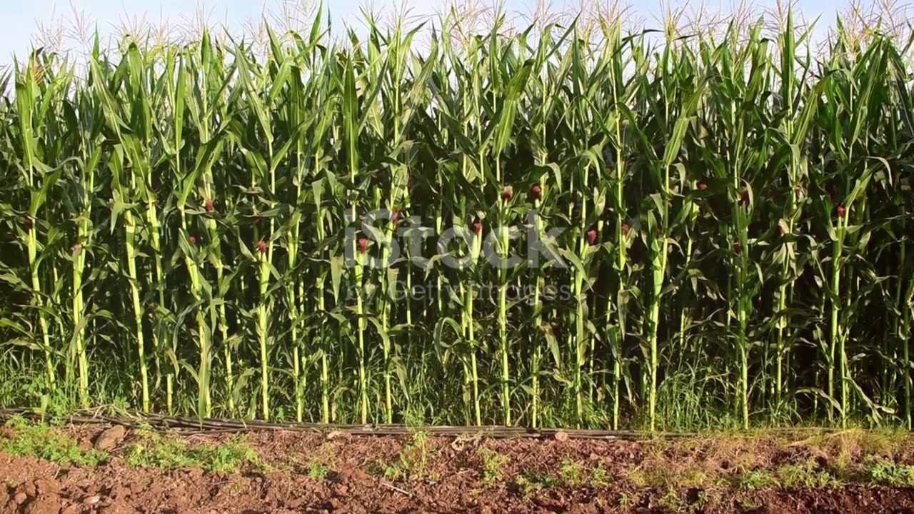 THE GOLDEN MAIZE