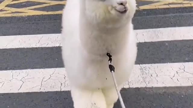 cute little alpaca