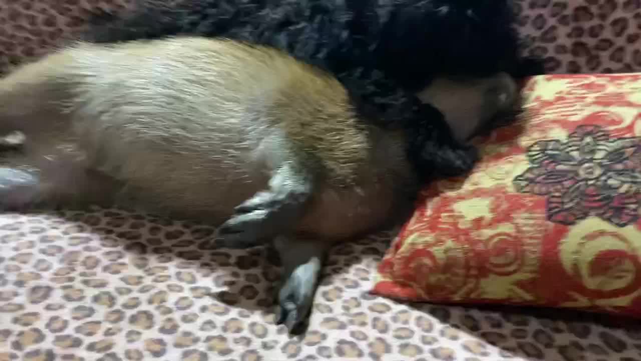 Perrita abraza a carpincho