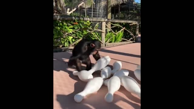 Cute and fun animals, but clumsy