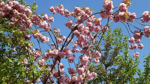 Flowers-Flowers Flowers Flowers