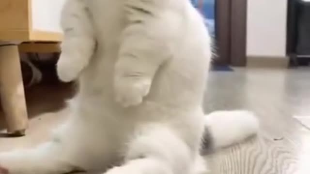 So Funny Beautiful Cute Kitten Cat Sitting on 2 Legs Funny Video