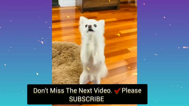 🐶Best Dog Cheer Leader 2021|THIS IS REALLY FUNNY