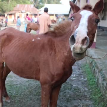rolling stones #horseracig 😍 #shorts #shortvideo #villagemarketbd #horsevideo #villagelife
