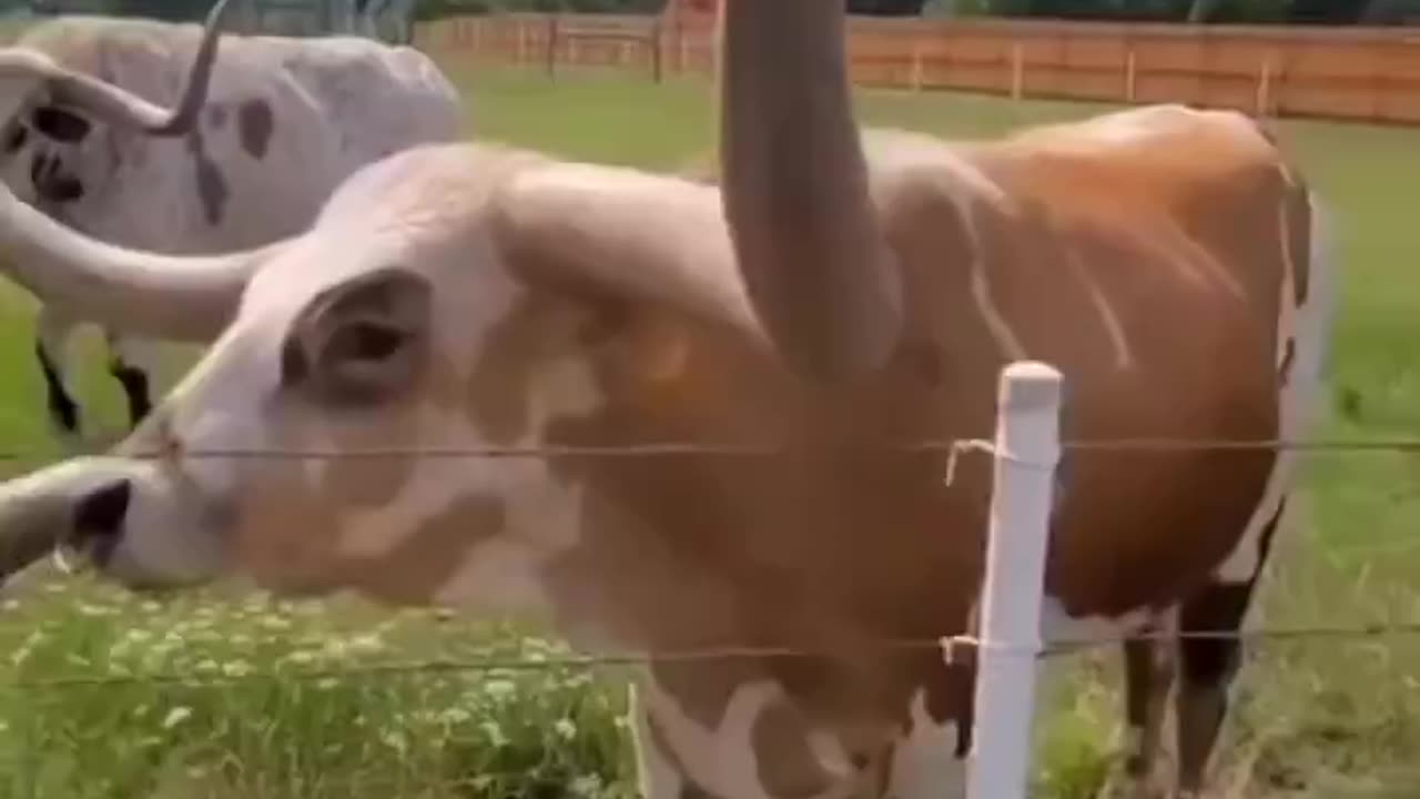 Texas long horn cattle