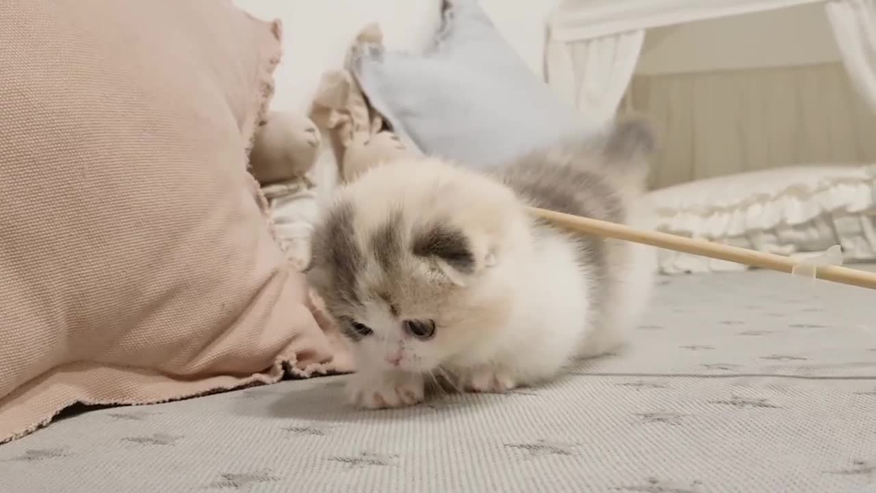 cute kitten - short leg cat - The Munchkin