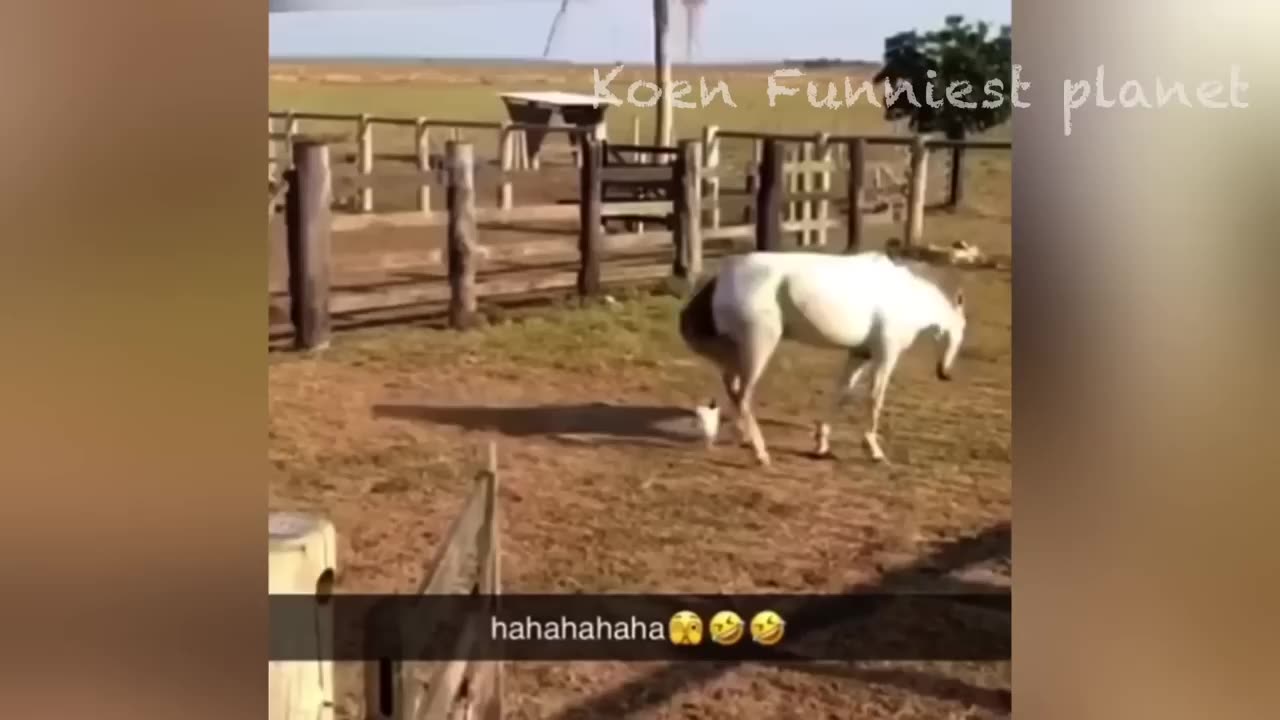 Funniest Dog And Cat Videos - Best Funny Animals Videos 2023😇