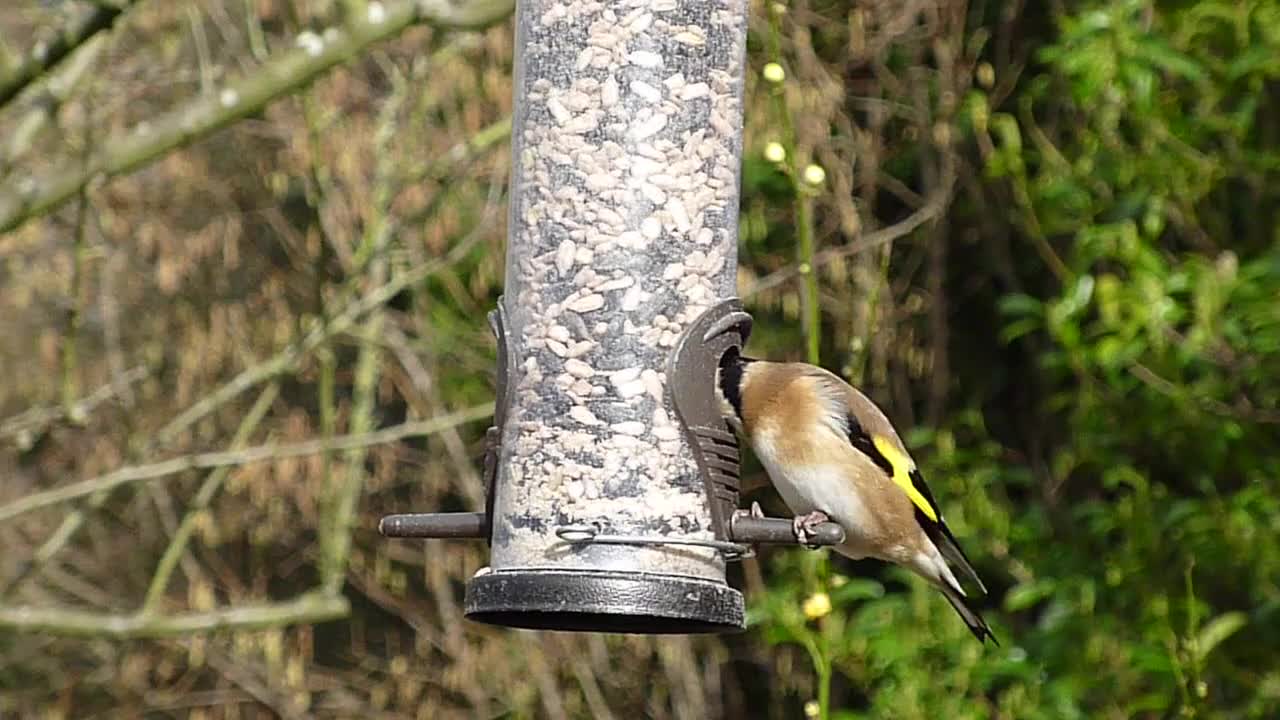 Wonderful home for goldfinch birds in nature