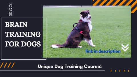 Brain Training for Dogs