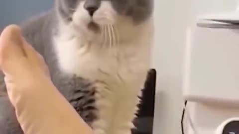Funny Animal video
