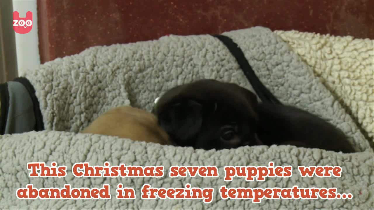 Seven Cute Puppies Abandoned This Christmas