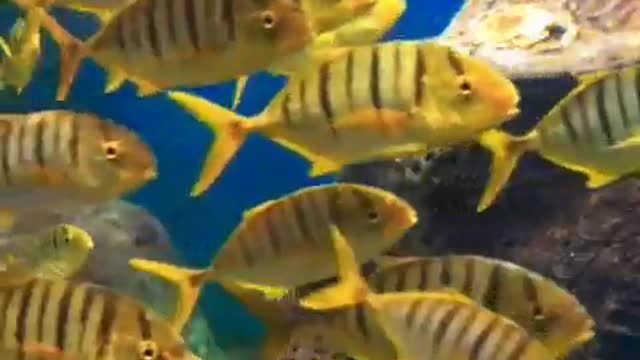 Large Schools of tropical fish swim in an orderly fashion