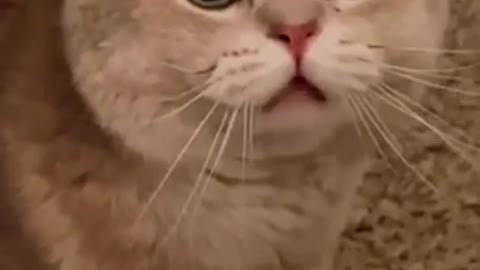 sweet cats tone