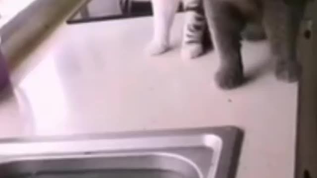 Fish is catching to cat 😅😅😅🤗🤗