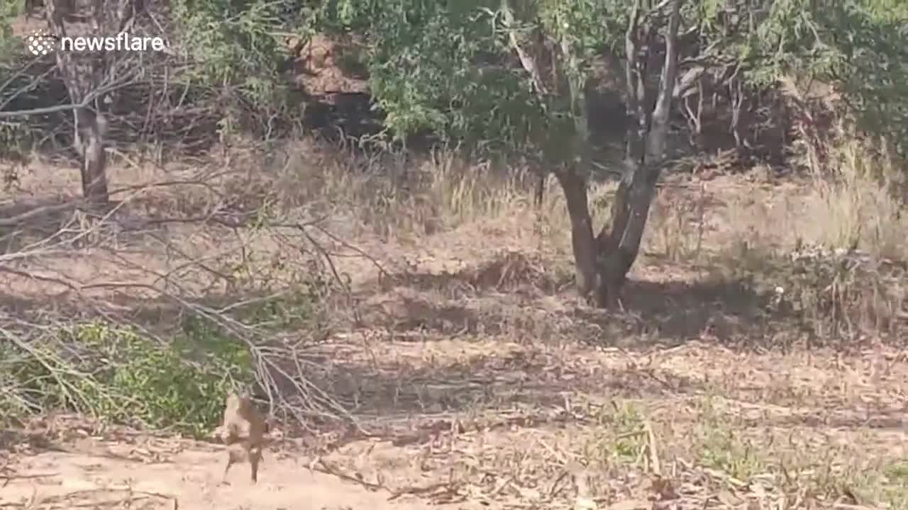 Hungry wild monkeys raid farm to steal food in Thailand