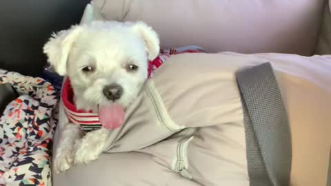 A puppy resting in the car.