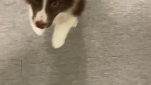 running cute puppy