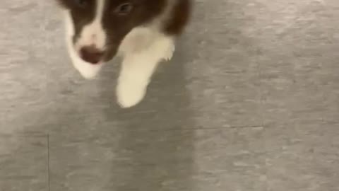 running cute puppy