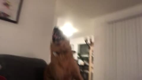 Hyperactive Golden Retriever