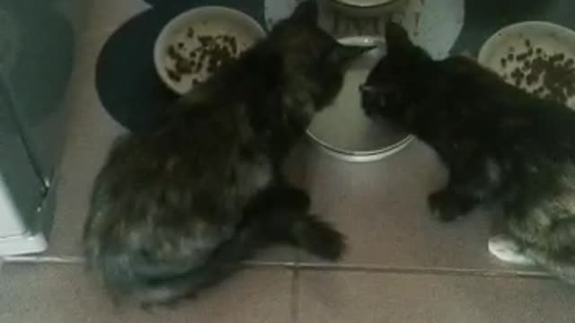 Polite cats - drink milk one by one