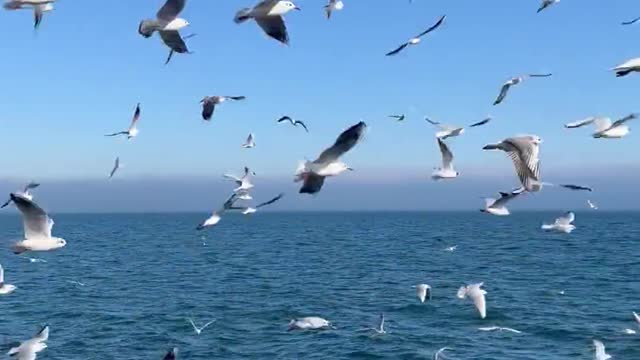 Birds Flying On The Sky