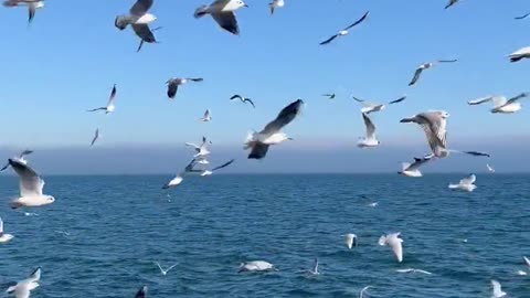 Birds Flying On The Sky