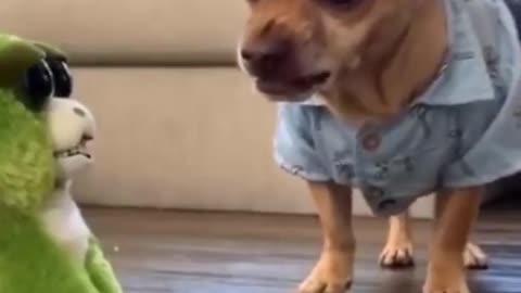 Try not to laugh funny animals #shorts