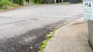 Family of Bears Break into Car for Snacks