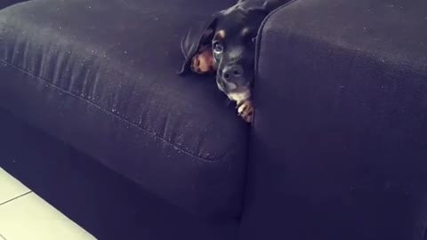 Collab copyright protection - black puppy falling over sofa