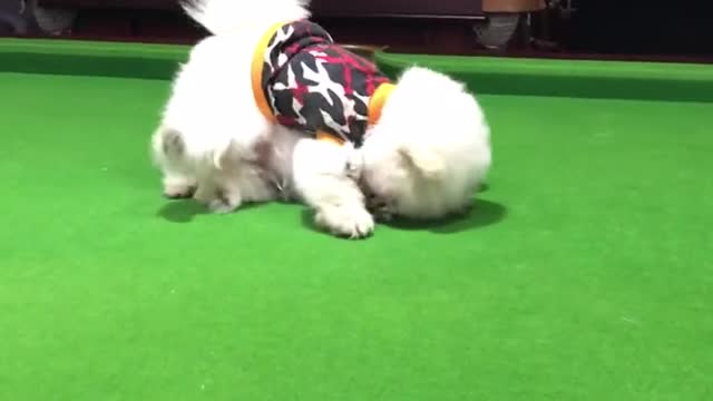 Cute dog funny moment 2022 | dog very funny video| cute honny2022