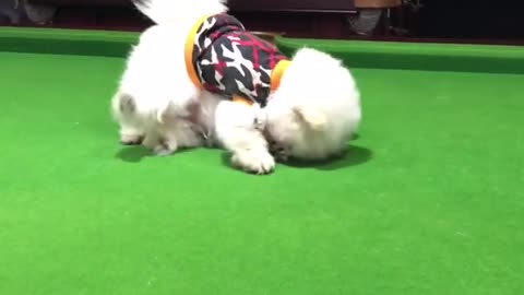 Cute dog funny moment 2022 | dog very funny video| cute honny2022
