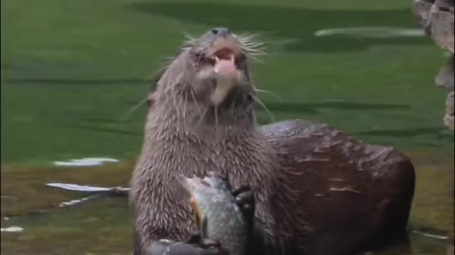 Today is the little clawed otter. Love nature and protect wild animals