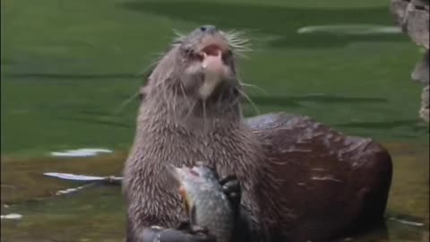 Today is the little clawed otter. Love nature and protect wild animals