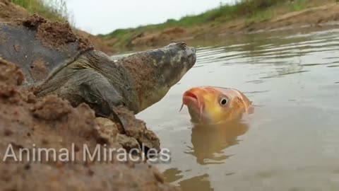 Turtle vs Fish