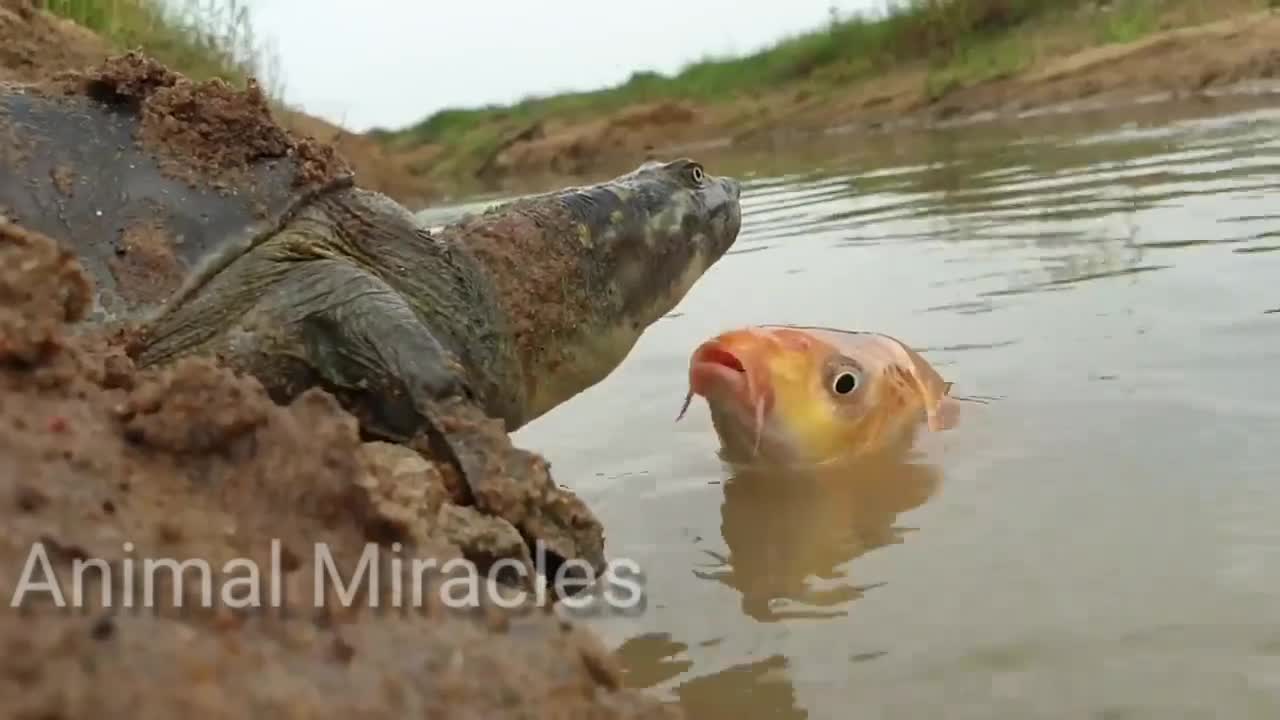 Turtle vs Fish
