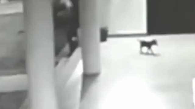 Dog almost eaten by mountain lion